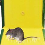 POISON FREE STRONG MOUSE RAT GLUE TRAP - Image 2